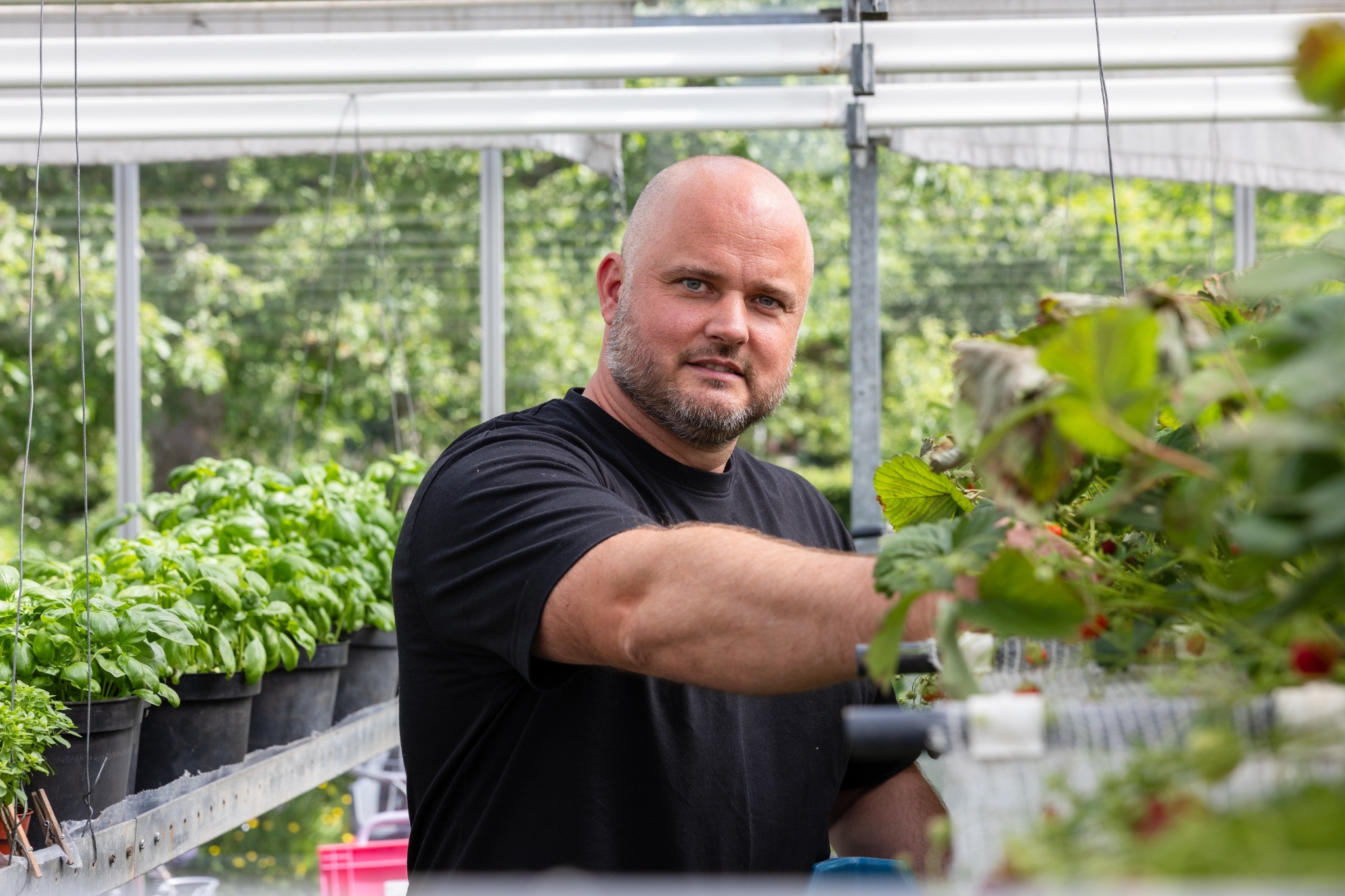 Wim de Beer among the fresh herbs and vegetables grown for Restaurant De Kas in Amsterdam.
